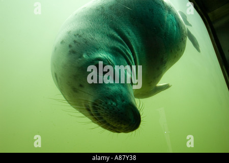Graurobbe Halichoerus grypus taucht unter Wasser im grünen Wasser. Nahaufnahme des Kopfes des Meeressäugers und der Whisker in einem Aquarium oder natürlichen Lebensraum. Stockfoto
