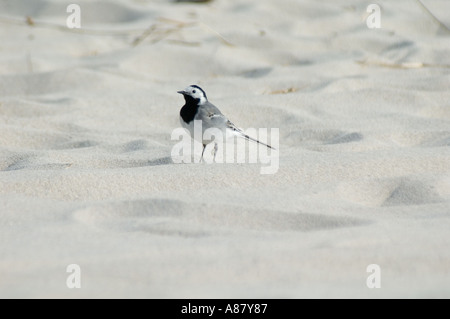 Weißer Wagtail Motacilla alba Vogel spazieren auf Sanddünen an der Ostseeküste, Hel Halbinsel, Pomorskie, Polen. Stockfoto