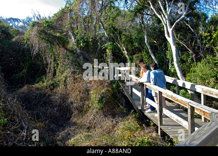 Turtle Mound Abschnitt der Hügelbauer Florida Indian Stockfoto