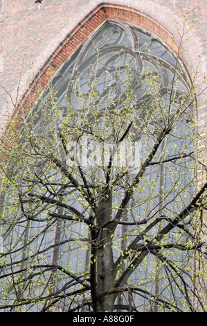 Baum mit Frühlingsknospen vor einem gotischen Bogenfenster einer Backsteinkirche in Danzig, Pomorskie, Polen. Stockfoto