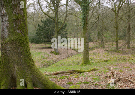 Uralte Eichenwälder im zeitigen Frühjahr Nagshead Reserve Forest of Dean England Stockfoto