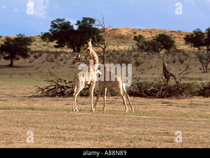 Giraffe Bullen in einem territorialen Kampf Stockfoto