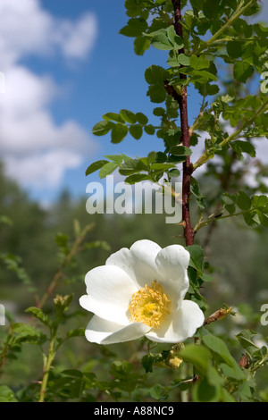 Einzelne weiße Rosenblüte blüht, Finnland Stockfoto