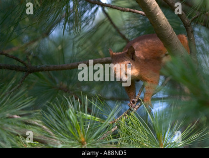 Rotes Eichhörnchen (Sciurus vulgaris) starrt vom Ast des Baumes, Finnland Stockfoto