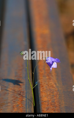 Blaue Harebell (Campanula rotundifolia) blüht zwischen zwei rostigen Eisenbahnschienen, Finnland Stockfoto