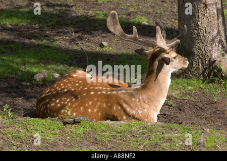 Damhirsch (Dama Dama) in Aehtaeri, Ahtari, Tierpark Ähtäri in Finnland Stockfoto