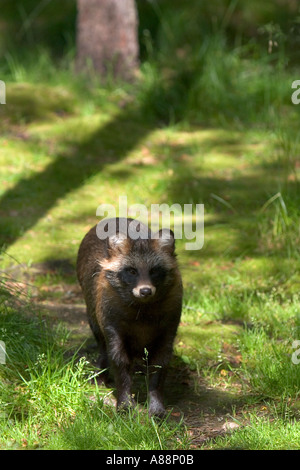 Waschbär Hund (Nyctereutes Procyonoides) in Aehtaeri, Ahtari, Tierpark Ähtäri in Finnland Stockfoto