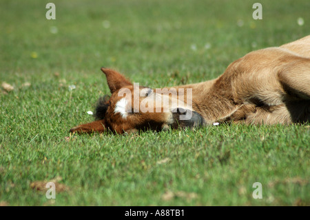 junges Pony Festlegung in der Sonne Stockfoto