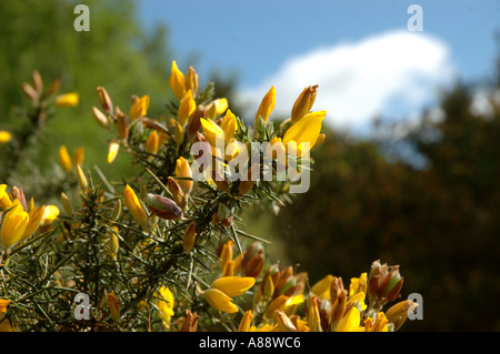 Nahaufnahme von einem gelben gemeinsame Ginster Busch Stockfoto