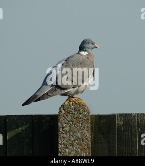 Ringeltaube sitzt auf eine Garten Fencewood Taube sitzen Stockfoto