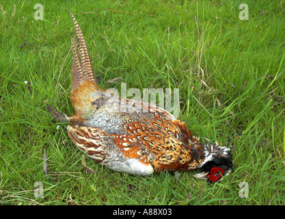 Toten Fasan Stockfoto