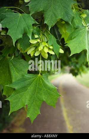 Ahorn Samen oder Früchte und neue Blätter wachsen im Frühjahr.  Harlow Town, UK. Stockfoto