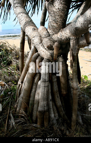 PANDANUS BAUM FRAMING STRAND SZENE VERTIKALE BDA10662 Stockfoto