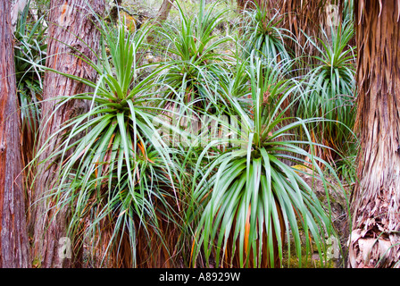 Schöne Pandani Cluster Stockfoto