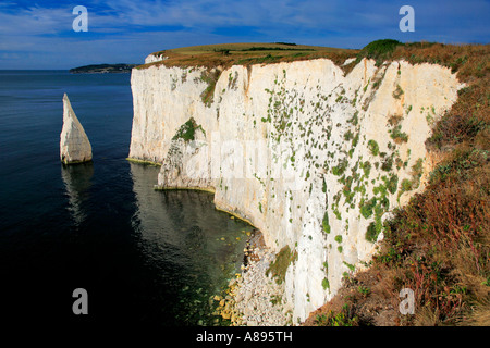 Die Pinnacles Sea Stacks Swanage Bay Jurassic Küste Dorset England Großbritannien UK Stockfoto