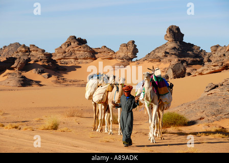 Tuareg fährt Kamele durch felsige Wüste Acacus Libyen Stockfoto