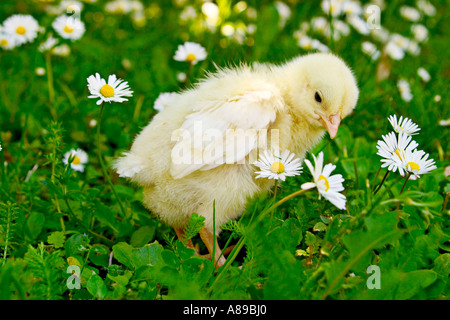 Jung-Huhn auf einer Wiese Stockfoto