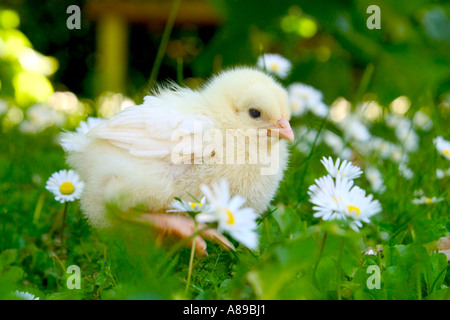 Jung-Huhn auf einer Wiese Stockfoto