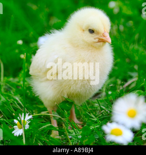 Jung-Huhn auf einer Wiese Stockfoto