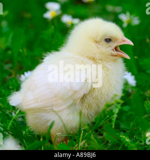 Jung-Huhn auf einer Wiese Stockfoto