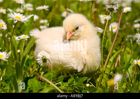 Jung-Huhn auf einer Wiese Stockfoto