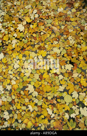 Autumnleafs in Wasser Stockfoto