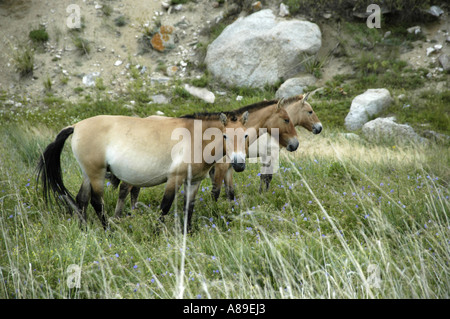 Drei Przewalski-Pferde im Hustai Nuruu National Park Stockfoto