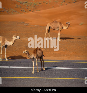 Kamele neben und an einer einsamen Straße durch Sanddünen südlich von Al Ain in Abu Dhabi Vereinigte Arabische Emirate Stockfoto