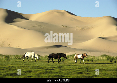 Grasende Pferde vor Dünen in der Gobi Wüste Khongoryn Els Gurvan Saikhan Nationalpark Mongolei Stockfoto