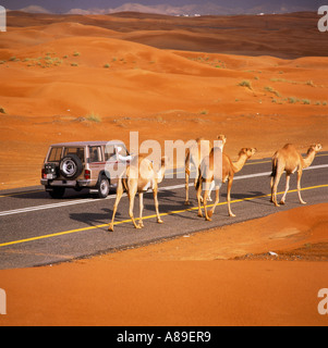 Kamele schlendern, wie ein 4-Rad-Antrieb sie auf Wüste Hauptstraße durch Sanddünen südlich von Al Ain in Abu Dhabi geht Stockfoto