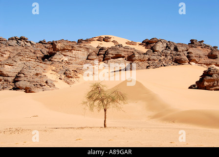 Einsamer Baum Akazie in der sandigen und steinigen Wüste Acacus Libyen Stockfoto