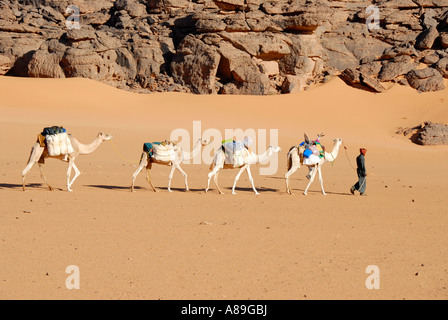 Tuareg geht mit Kamelen durch die Wüste Acacus Libyen Stockfoto