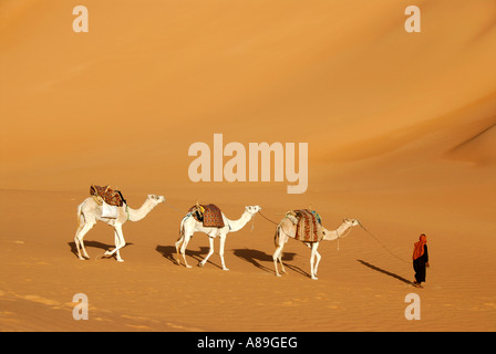 Tuareg geht mit drei weißen Kamelen durch die Wüste Libyen Mandara Stockfoto