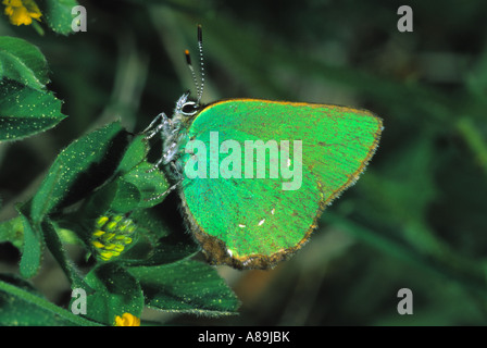 Grüner Zipfelfalter (Callophrys Rubi), Stockfoto