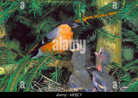 Gimpel (Pyrrhula Pyrrhula), Männchen am Nest Fütterung Stockfoto