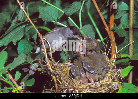 Mönchsgrasmücke (Sylvia Atricapilla), männliche Küken füttern Stockfoto