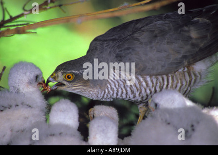 Eurasische Sperber (Accipiter Nisus), Fütterung der Küken Stockfoto