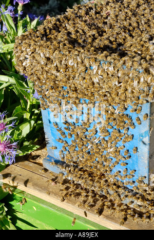 Schwärmenden Bienen haben ein neues Zuhause gefunden. Stockfoto