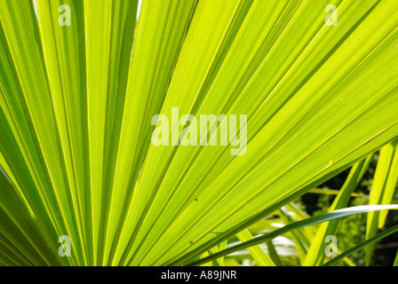 Blatt des chinesischen Hanf Palmen, Trachycarpus Fortunei, Arecaeae auf der Rückseite leicht Stockfoto