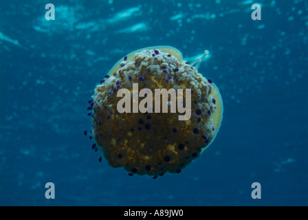 Frankreich Marseille Maire Insel Fromages unter einem Spiegelei Quallen Cotylorhiza Tuberculata schwimmen Stockfoto