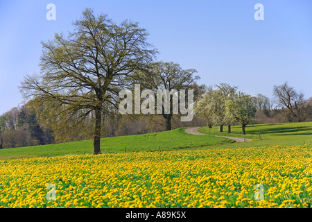 Wiese mit Löwenzahn Taraxacum Officinale) und Englisch Eichen (Quercus Robur), Sinn Bezirk, Kanton Fribourg, richtet Stockfoto