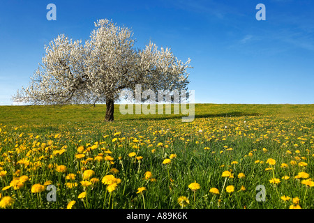 Wiese mit Löwenzahn Taraxacum Officinale) und blühenden Kirschbäume Baum (Prunus Avium), Sinn Bezirk, Kanton Fribourg, Swi Stockfoto