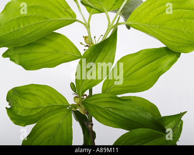 Hartriegel, Kornelkirsche Kirschholz, Cornus mas Stockfoto