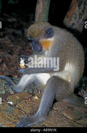 Green Monkey Vervet Affen Barbados Wildlife Refuge Touristenattraktion Stockfoto