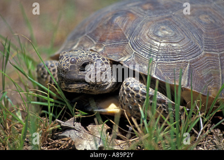 Gopher Schildkröte Gopherus Polyphemus Spaziergang durch Rasen Stockfoto