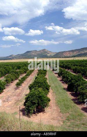 Blick auf einen orangefarbenen Obst- und Magaliesberg Berge in der Region Rustenberg Südafrikas North West Province. Stockfoto