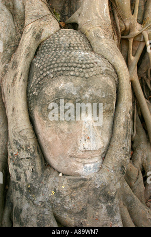 Thailand Ayyuthaya Wat Mahathat Buddha Kopf eingeschlossen in Baumwurzeln Stockfoto