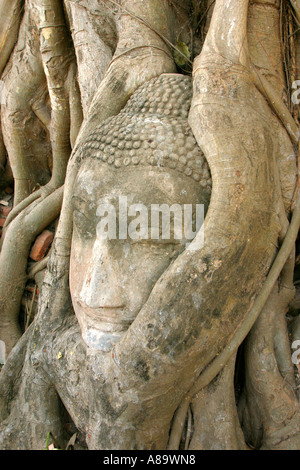 Thailand Ayyuthaya Wat Mahathat Buddha Kopf eingeschlossen in Baumwurzeln Stockfoto