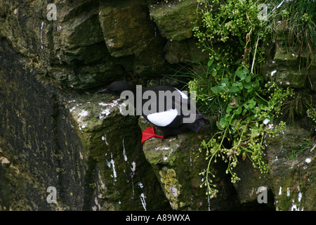 Schwarzen Guillemot Marwick Head RSPB Reserve auf Orkney Festland Stockfoto