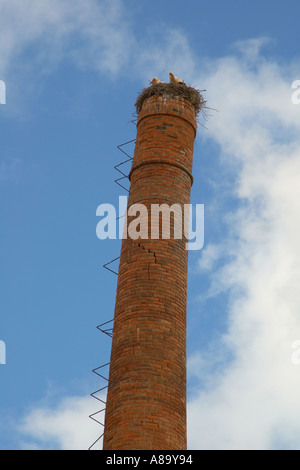 Nisten Störche auf hohen krumm Schornstein. Stockfoto